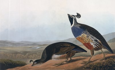 حافظة كاليفورنيا ، من "طيور أمريكا" ، نقشها روبرت هافيل (1793-1878) 1838 بواسطة جون جيمس أودوبون