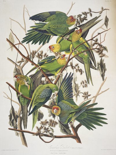 ببغاء كارولينا من فيلم Birds of America بواسطة جون جيمس أودوبون