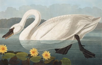 البجعة الأمريكية المشتركة ، Cygnus Americanus ، من "طيور أمريكا" بقلم جون ج. أودوبون ، حانة. 1827-38 بواسطة جون جيمس أودوبون