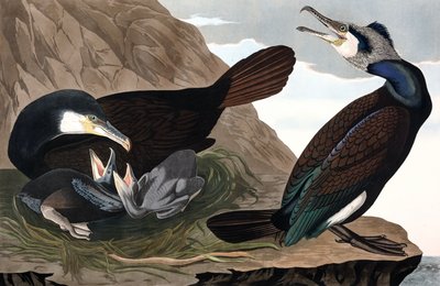 Common Cormorant, Phalacrocorax Carbo, from "The Birds of America" by John J. Audubon, pub. 1827-38 (hand coloured engraving) بواسطة جون جيمس أودوبون