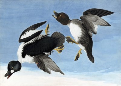 المشتركة Goldeneye ، من "طيور أمريكا" بقلم جون ج. أودوبون ، حانة. 1827-38 بواسطة جون جيمس أودوبون
