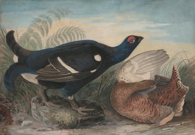الديوك الإنجليزية السوداء ، 1828. بواسطة جون جيمس أودوبون