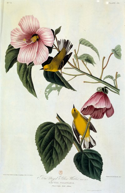 الزهور والطيور الرسم الحريري لجون جيمس أودوبون (1780-1851) (ec.am.am.) 1826-1830. باريس ، BN بواسطة جون جيمس أودوبون