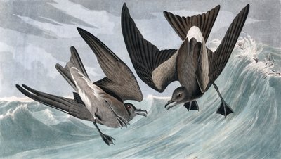 Fork Tailed Petrel ، Thalassidroma Leachii ، من "الطيور الأمريكية" بقلم جون ج. أودوبون ، حانة. 1827-38 بواسطة جون جيمس أودوبون