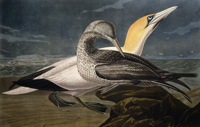 العفاريت ، من "طيور أمريكا" ، نقشها روبرت هافيل (1793-1878) المنشورة عام 1836 بواسطة جون جيمس أودوبون
