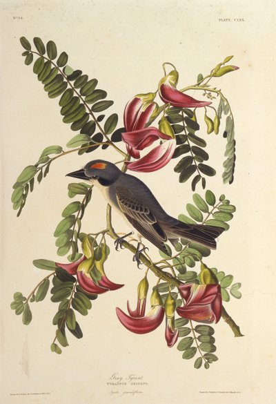 طاغية رمادي. من طيور أمريكا ، 1827-1838. بواسطة جون جيمس أودوبون