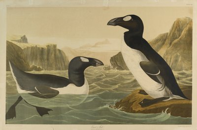 Great Auk ، طبعها Julien Bien ونشرتها Roe Lockwood & Son ، 1861 (chromolithograph) بواسطة جون جيمس أودوبون