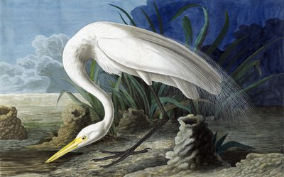 البلشون العظيم ، Casmerodius Albus ، من "طيور أمريكا" بقلم جون ج. أودوبون ، حانة. 1827-38 بواسطة جون جيمس أودوبون