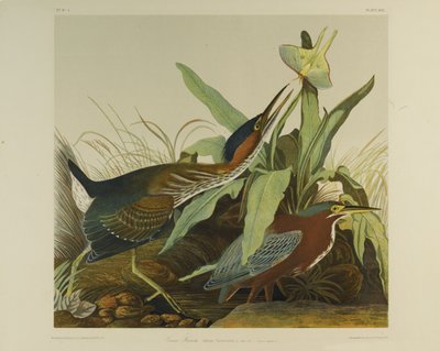 Green Heron ، طبعه Julien Bien ونشره Roe Lockwood & Son ، 1861 (chromolithograph) بواسطة جون جيمس أودوبون