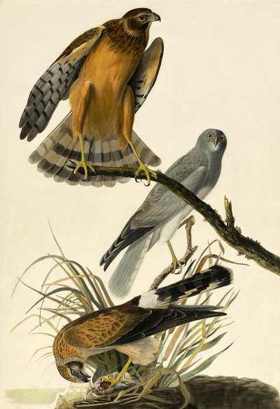 Hen Harrier ، سيرك Cyaneus ، من "طيور أمريكا" بقلم جون ج. أودوبون ، حانة. 1827-38 بواسطة جون جيمس أودوبون