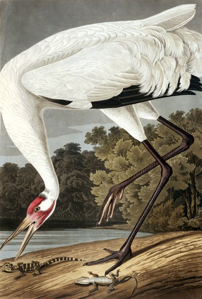 هوبينغ كرين ، جروس أمريكانا ، من "طيور أمريكا" بقلم جون ج. أودوبون ، حانة. 1827-38 بواسطة جون جيمس أودوبون