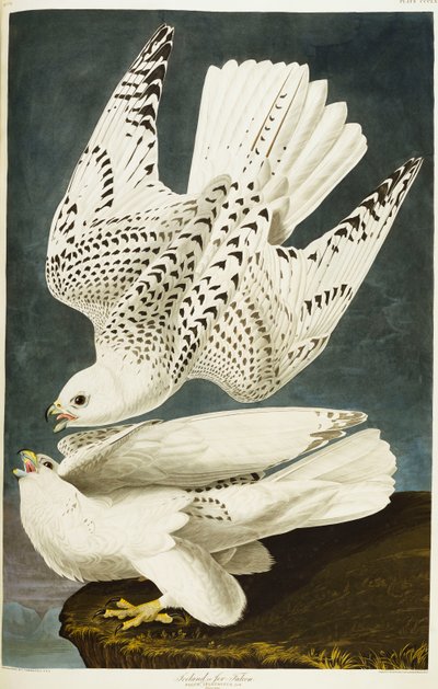 أيسلندا أو جير فالكون. Gyrfalcon بواسطة جون جيمس أودوبون