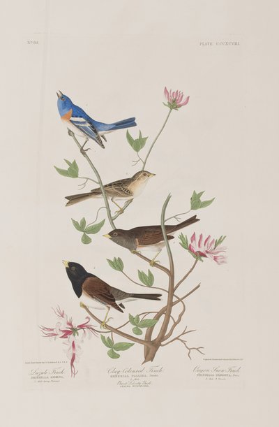 رسم توضيحي من فيلم "Birds of America" بواسطة جون جيمس أودوبون