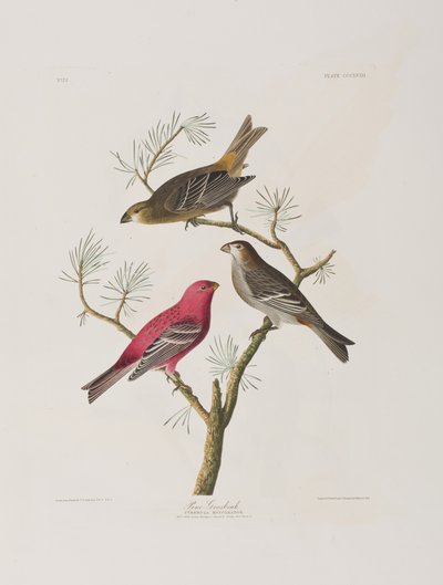 رسم توضيحي من فيلم "Birds of America" بواسطة جون جيمس أودوبون