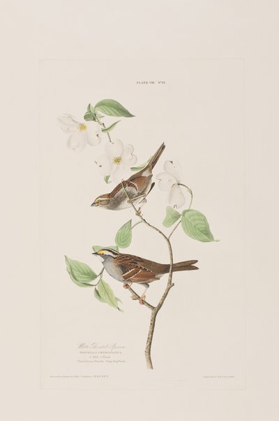 رسم توضيحي من فيلم "Birds of America" بواسطة جون جيمس أودوبون