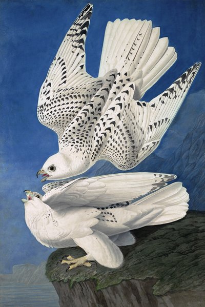 جير أو أيسلندا فالكون ، Falco Islandicus ، من "طيور أمريكا" بقلم جون ج. أودوبون ، حانة. 1827-38 بواسطة جون جيمس أودوبون