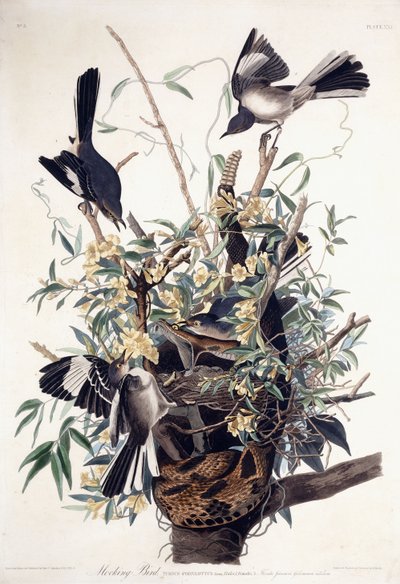 الطائر الساخر (Turdus Polyglottus) بواسطة جون جيمس أودوبون