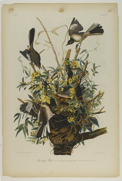 طائر ساخر ، طبعه جوليان بيان ونشره Roe Lockwood & Son ، 1861 (chromolithograph) بواسطة جون جيمس أودوبون