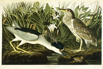 Night Heron أو Lua Bird ، 1835 بواسطة جون جيمس أودوبون