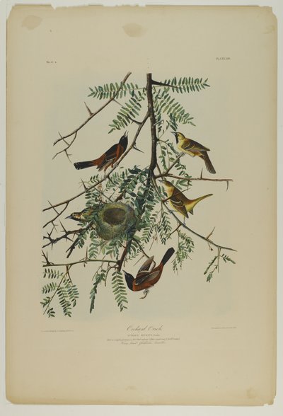 Orchard Oriole ، طبعه جوليان بيان ونشره Roe Lockwood & Son ، 1861 (chromolithograph) بواسطة جون جيمس أودوبون