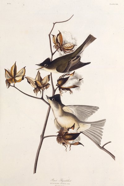 Pewit Flycatcher. من طيور أمريكا ، 1827-1838. بواسطة جون جيمس أودوبون