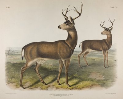 اللوحة 106. سيرفوس ريتشاردسون ، أود وباخ. الغزلان الكولومبي الأسود ذو الذيل ، 1848 بواسطة جون جيمس أودوبون