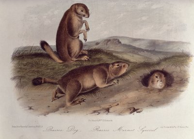كلب البراري من "Quadrupeds of North America" ، 1842-5 ، (الطباعة الحجرية) بواسطة جون جيمس أودوبون