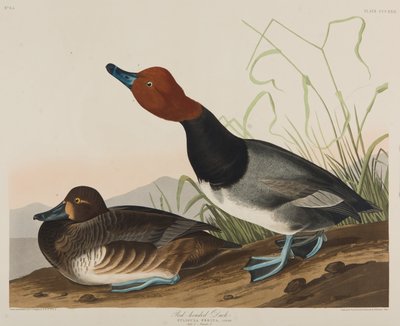 بطة ذات رأس أحمر ، 1836 (مرحاض على ورق) بواسطة جون جيمس أودوبون