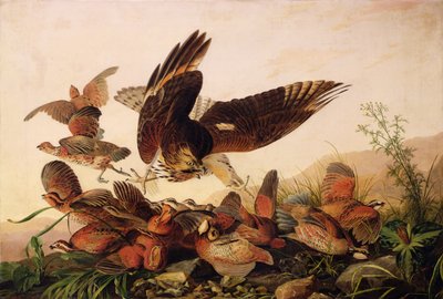 الصقر الأحمر ذو الأكتاف المهاجمة لبوبوايت ، 1827 بواسطة جون جيمس أودوبون