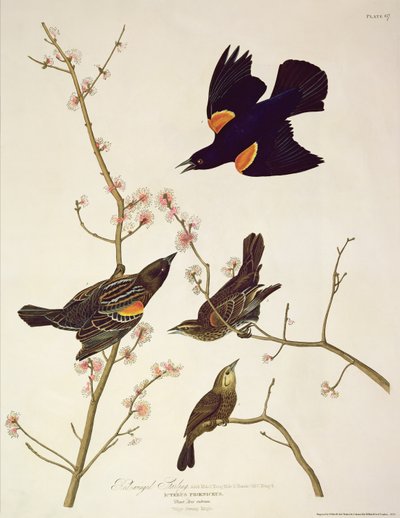 زرزور ذي أجنحة حمراء ، من "طيور أمريكا" ، نقشه روبرت هافيل (1793-1878) نشر عام 1820 بواسطة جون جيمس أودوبون