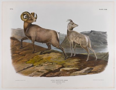 خروف جبل روكي ، 1845 بواسطة جون جيمس أودوبون