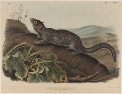 Spermophilus Macrourus (سنجاب كبير الذيل) بواسطة جون جيمس أودوبون