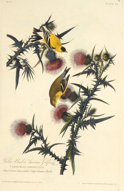 طائر الحسون الأمريكي. من طيور أمريكا ، 1827-1838. بواسطة جون جيمس أودوبون