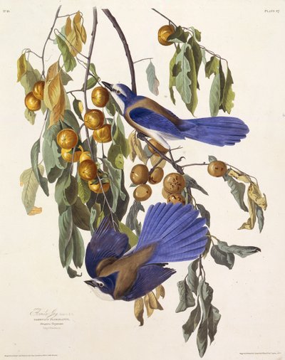 فلوريدا فرك جاي. من طيور أمريكا ، 1827-1838. بواسطة جون جيمس أودوبون