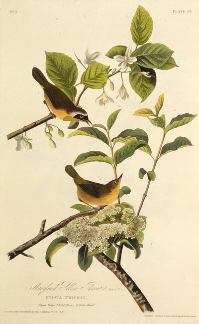 ماريلاند يلوثروث. من طيور أمريكا ، 1827-1838. بواسطة جون جيمس أودوبون