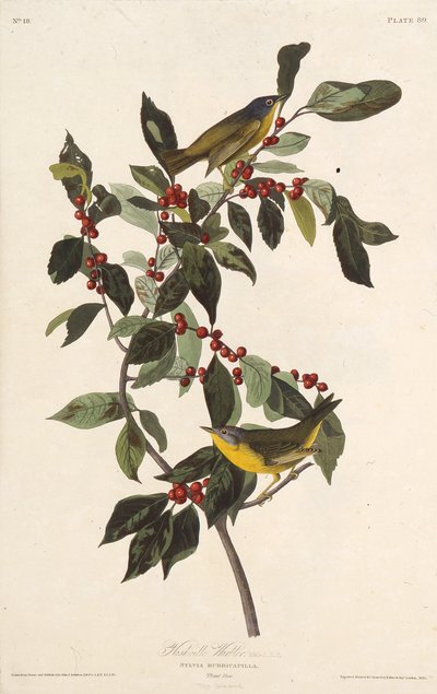 هازجة ناشفيل. من طيور أمريكا ، 1827-1838. بواسطة جون جيمس أودوبون