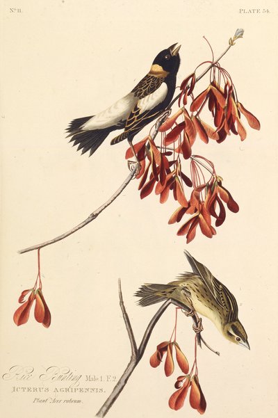 رايس بيرد. من طيور أمريكا ، 1827-1838. بواسطة جون جيمس أودوبون