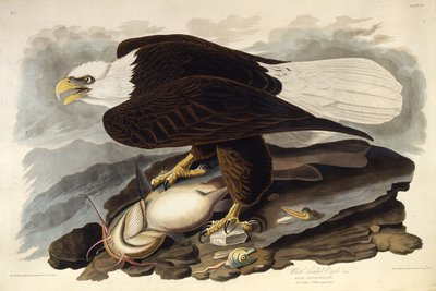 النسر الأصلع. من طيور أمريكا ، 1827-1838. بواسطة جون جيمس أودوبون