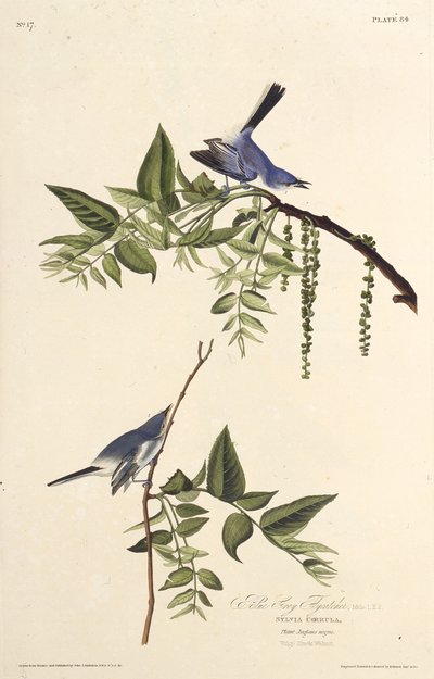 الماسك الأزرق الرمادي. من طيور أمريكا ، 1827-1838. بواسطة جون جيمس أودوبون