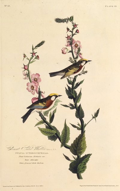 هازجة من جانب الكستناء. من طيور أمريكا ، 1827-1838. بواسطة جون جيمس أودوبون