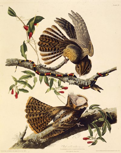أرملة ظرفاء. من طيور أمريكا ، 1827-1838. بواسطة جون جيمس أودوبون