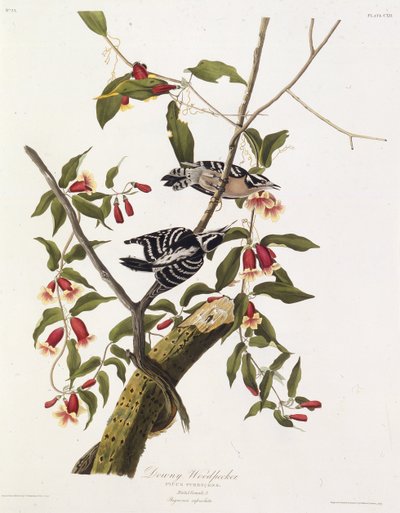 نقار الخشب الناعم. من طيور أمريكا ، 1827-1838. بواسطة جون جيمس أودوبون