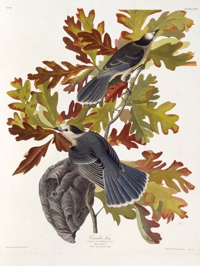جاي الرمادي. من طيور أمريكا ، 1827-1838. بواسطة جون جيمس أودوبون