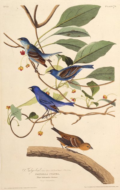 Indigobirds. من طيور أمريكا ، 1827-1838. بواسطة جون جيمس أودوبون