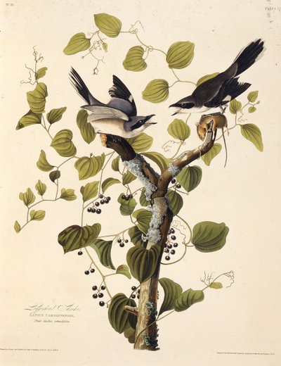 الصرد الضخم. من طيور أمريكا ، 1827-1838. بواسطة جون جيمس أودوبون