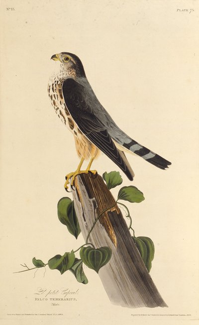 ميرلين. من طيور أمريكا ، 1827-1838. بواسطة جون جيمس أودوبون