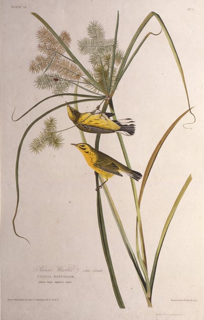 هازجة البراري. من طيور أمريكا ، 1827-1838. بواسطة جون جيمس أودوبون