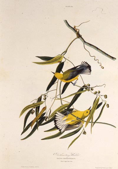 هازجة تقويمية. من طيور أمريكا ، 1827-1838. بواسطة جون جيمس أودوبون