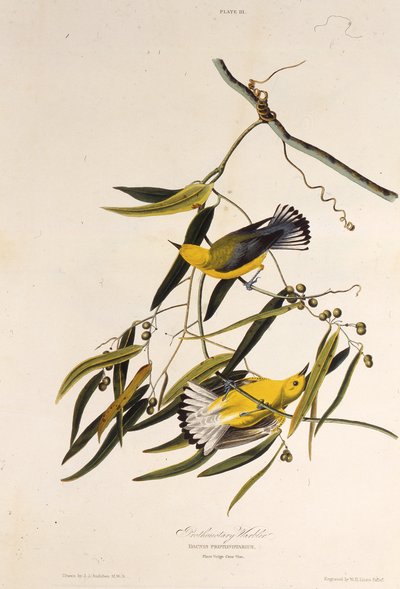 هازجة تقويمية. من طيور أمريكا ، 1827-1838. بواسطة جون جيمس أودوبون