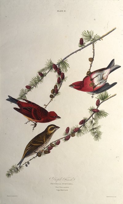 الطائر الأرجواني. من طيور أمريكا ، 1827-1838. بواسطة جون جيمس أودوبون